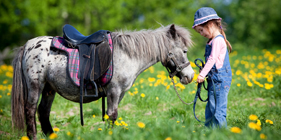 Poney Dcouverte