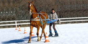 Ski Joring en auvergne